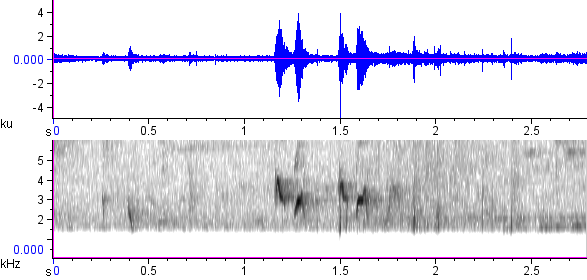 Caneleiro-enxofre sonogram