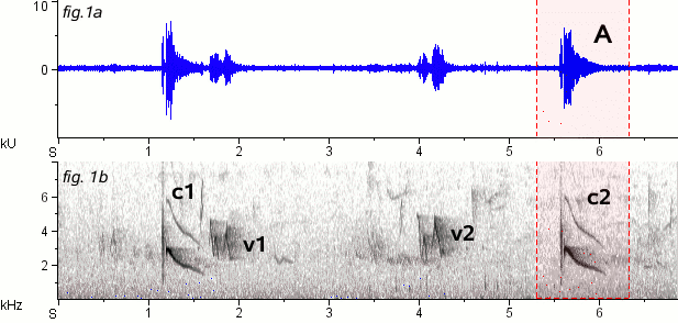 Guaracava-grande sonogram