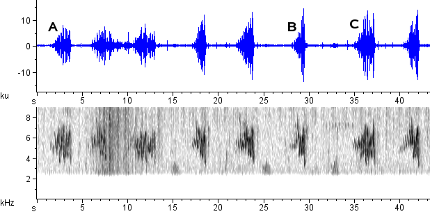 Pula-pula sonogram