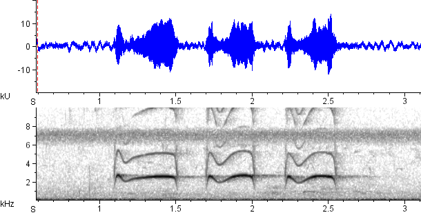 Arapaçu-do-cerrado sonogram