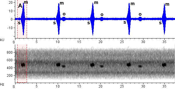 Juriti sonogram