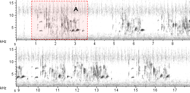 Fi-fi verdadeiro sonogram