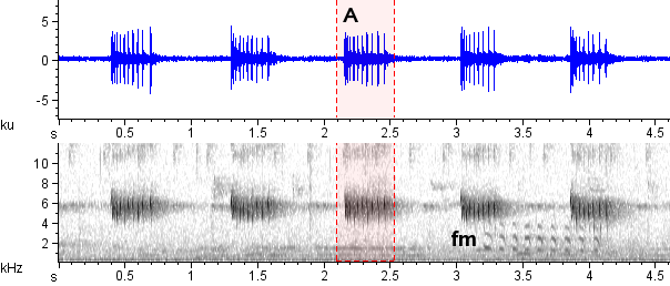 Ferreirinho sonogram