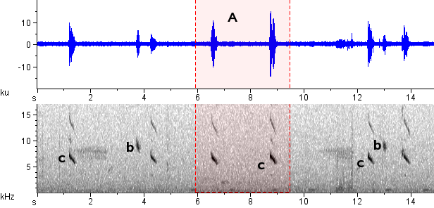 Sanhaçu-macaco sonogram