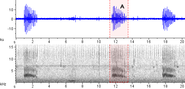 Guaracavuçu sonogram