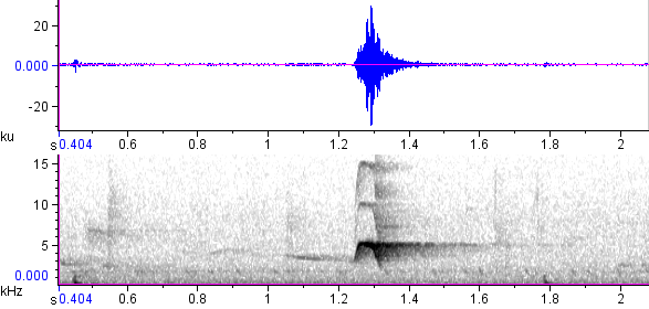 Caneleiro-enxofre sonogram