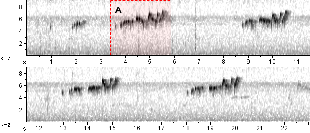 Suiriri sonogram