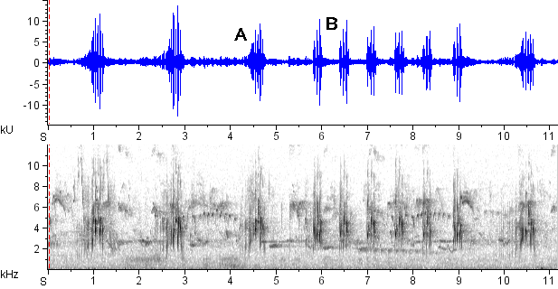 Barulhento sonogram