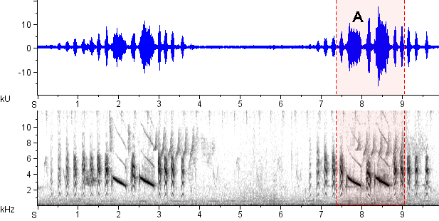 Vite-vite-de-olho-cinza sonogram