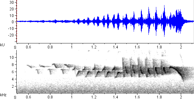 Mariquita sonogram