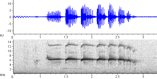 Pica-pau-anão-da-Caatinga sonogram