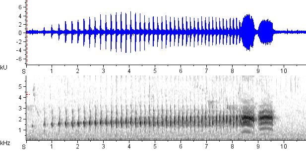 Choró-boi sonogram