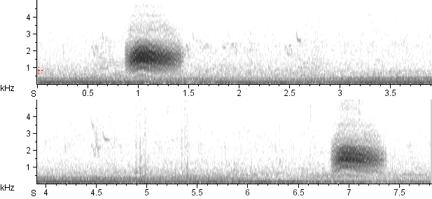 Choca-barrada sonogram