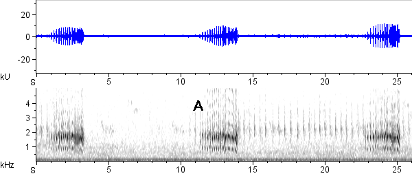 Choca-barrada sonogram