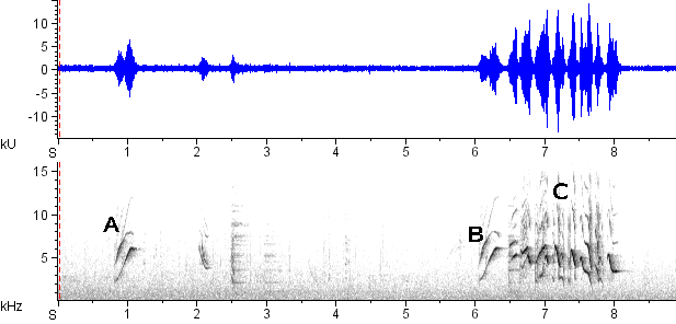 Sanhaçu-cinzento sonogram